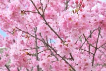 sakura_yoko_220327_01