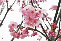 sakura_yoko_230322_01