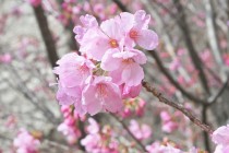 sakura_yoko_230323_01