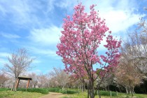 sakura_yoko_250331_01