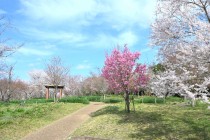 sakura_yoko_250331_02