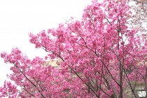 sakura_yoko_250402_01