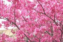 sakura_yoko_250402_02
