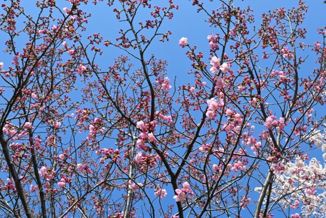 sakura_yoko_260324_01