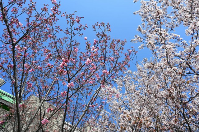 sakura_yoko_260324_02