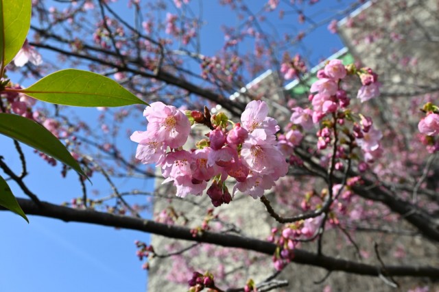 sakura_yoko_260324_03