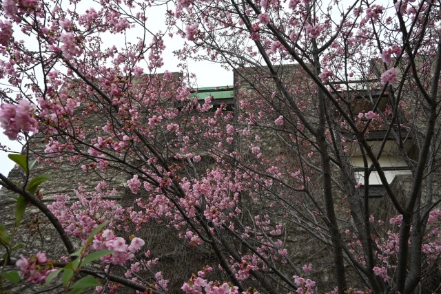 sakura_yoko_260326_01