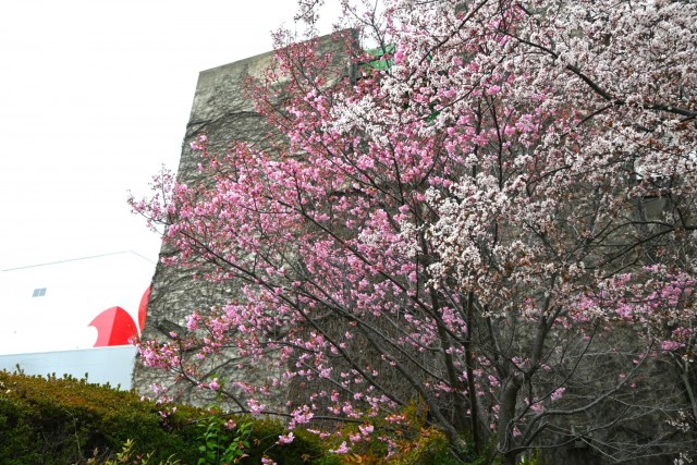 sakura_yoko_260326_02