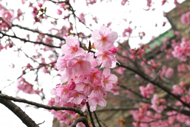 sakura_yoko_260326_03