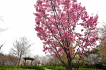 sakura_yoko_nagare_250402_02