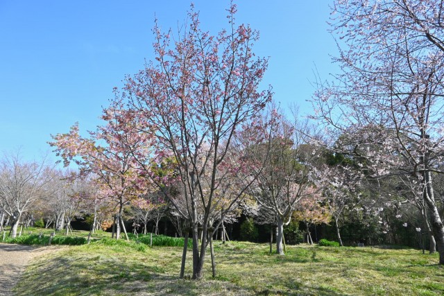 sakura_yoko_nagare_260324_01