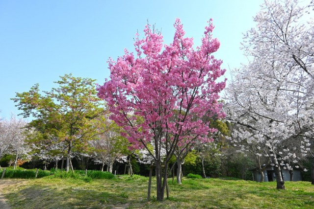 sakura_yoko_nagare_260330_01