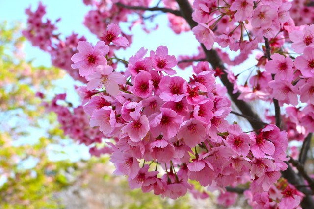 sakura_yoko_nagare_260330_02