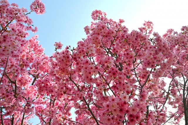 sakura_yoko_nagare_260330_03