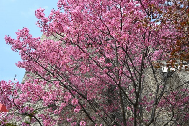 sakura_yoko_pavi_260330_01