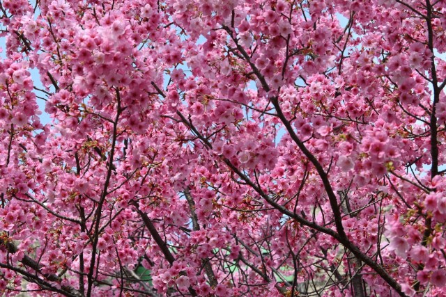 sakura_yoko_pavi_260330_02