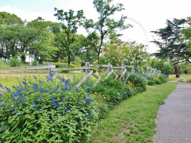 夏の花八景 万博記念公園