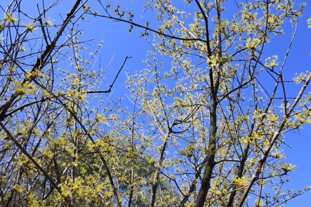 sansyuyu_230315_02