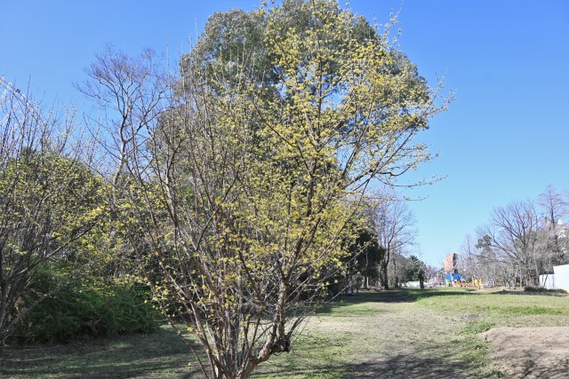 sansyuyu_230315_03