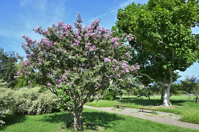 サルスベリ 花アルバム 過去の開花情報 万博記念公園