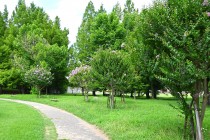 sarusuberi_250723_03