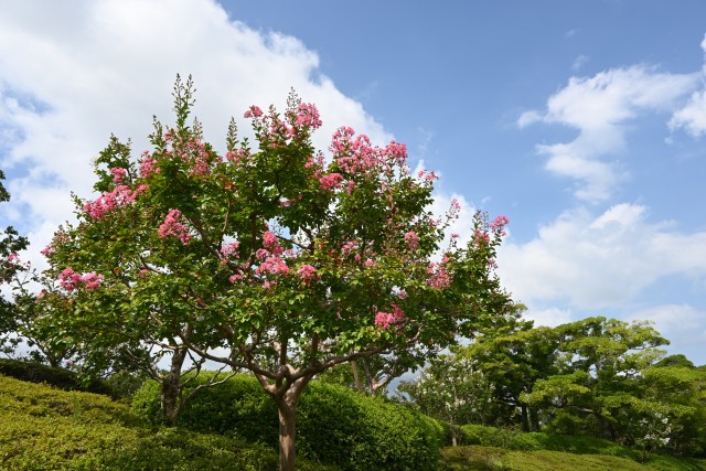 sarusuberi_250820_01