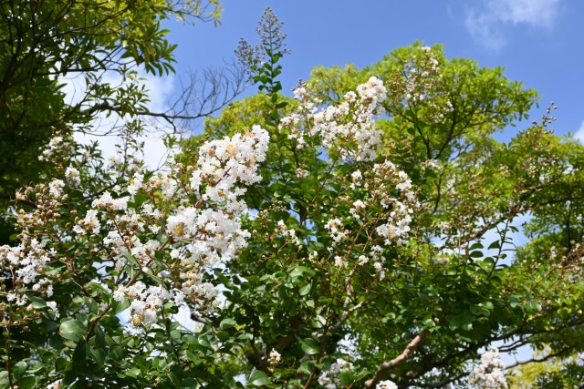 sarusuberi_250820_02