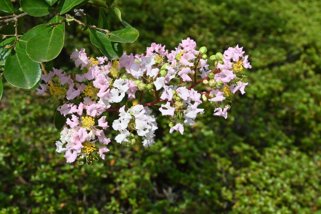 sarusuberi_250820_03