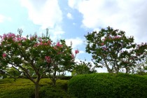 sarusuberi_250820_04