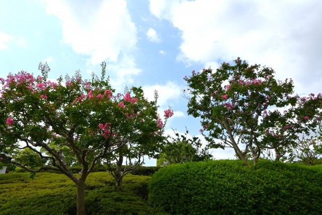 sarusuberi_250820_04