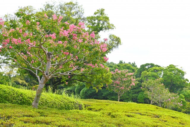 sarusuberi_250827_01