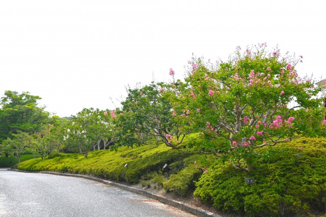sarusuberi_250827_02