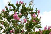 sarusuberi_250827_03