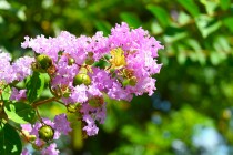 sarusuberi_250904_04