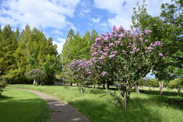sarusuberi_260922_02