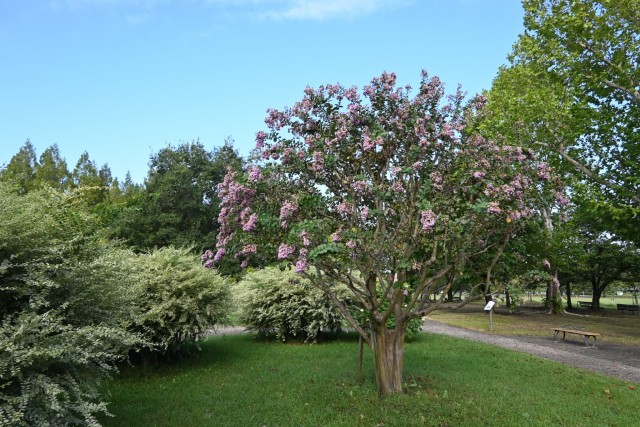 sarusuberi_260930_01