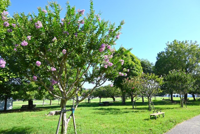 sarusuberi__hanahakkei_260805_02