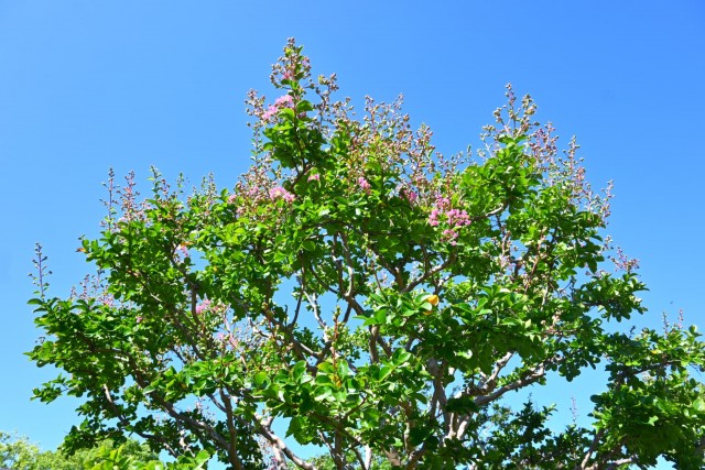 sarusuberi__nihonteien_260805_01