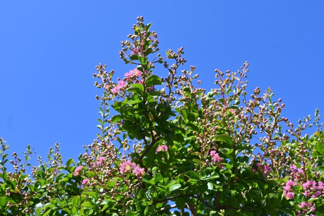 sarusuberi__nihonteien_260805_02