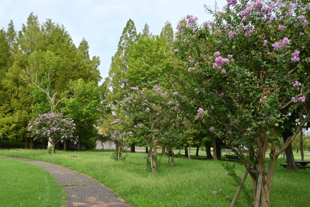 sarusuberi_hanahakeki_260908_02