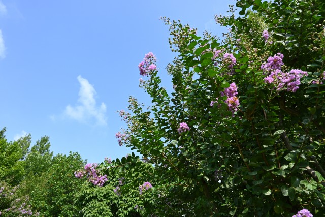 sarusuberi_hanahakkei_250814_01