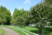 sarusuberi_hanahakkei_250814_02