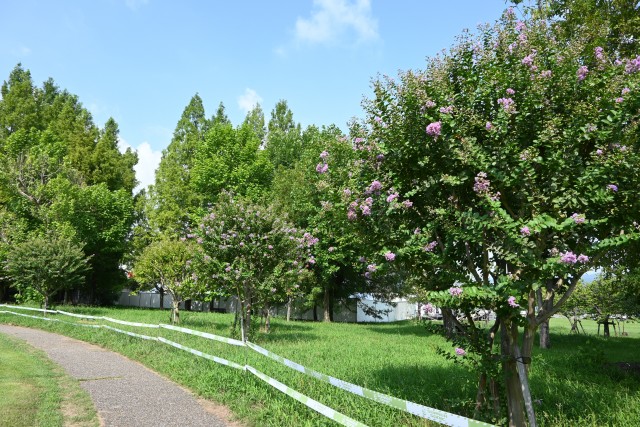 sarusuberi_hanahakkei_250814_02