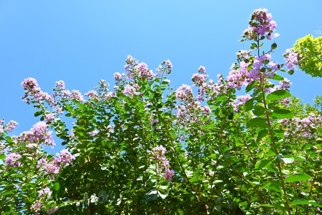 sarusuberi_hanahakkei_250909_01