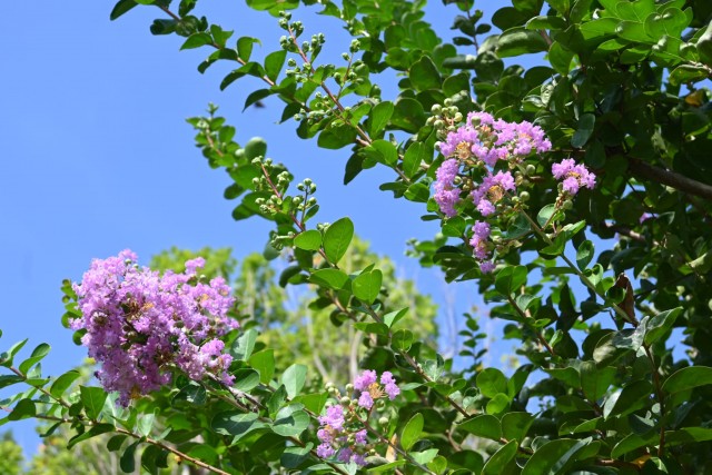 sarusuberi_hanahakkei_260729_02