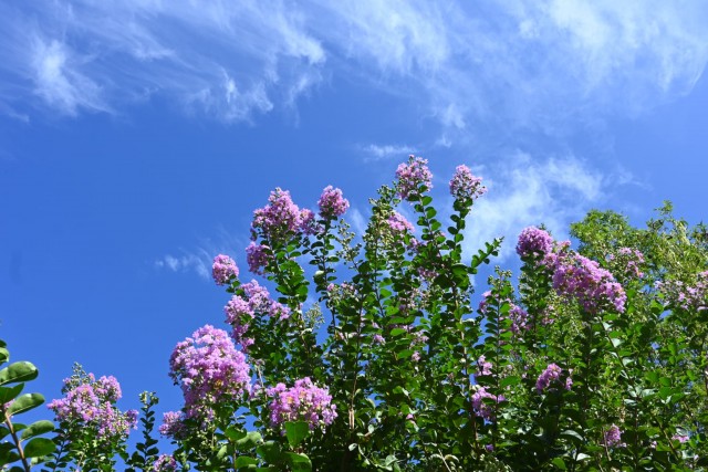sarusuberi_hanahakkei_260819_02