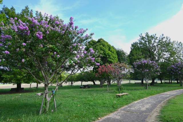 sarusuberi_hanahakkei_260826_01