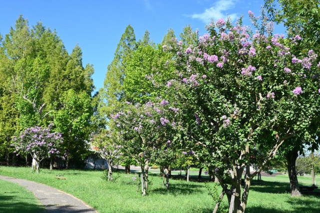 sarusuberi_hanahakkei_260902_02