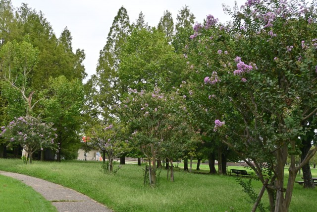 sarusuberi_hanahakkei_260912_02
