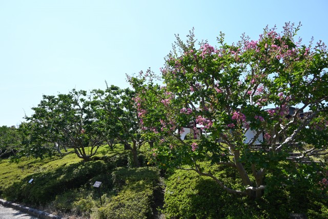 sarusuberi_nihonteien_250730_01